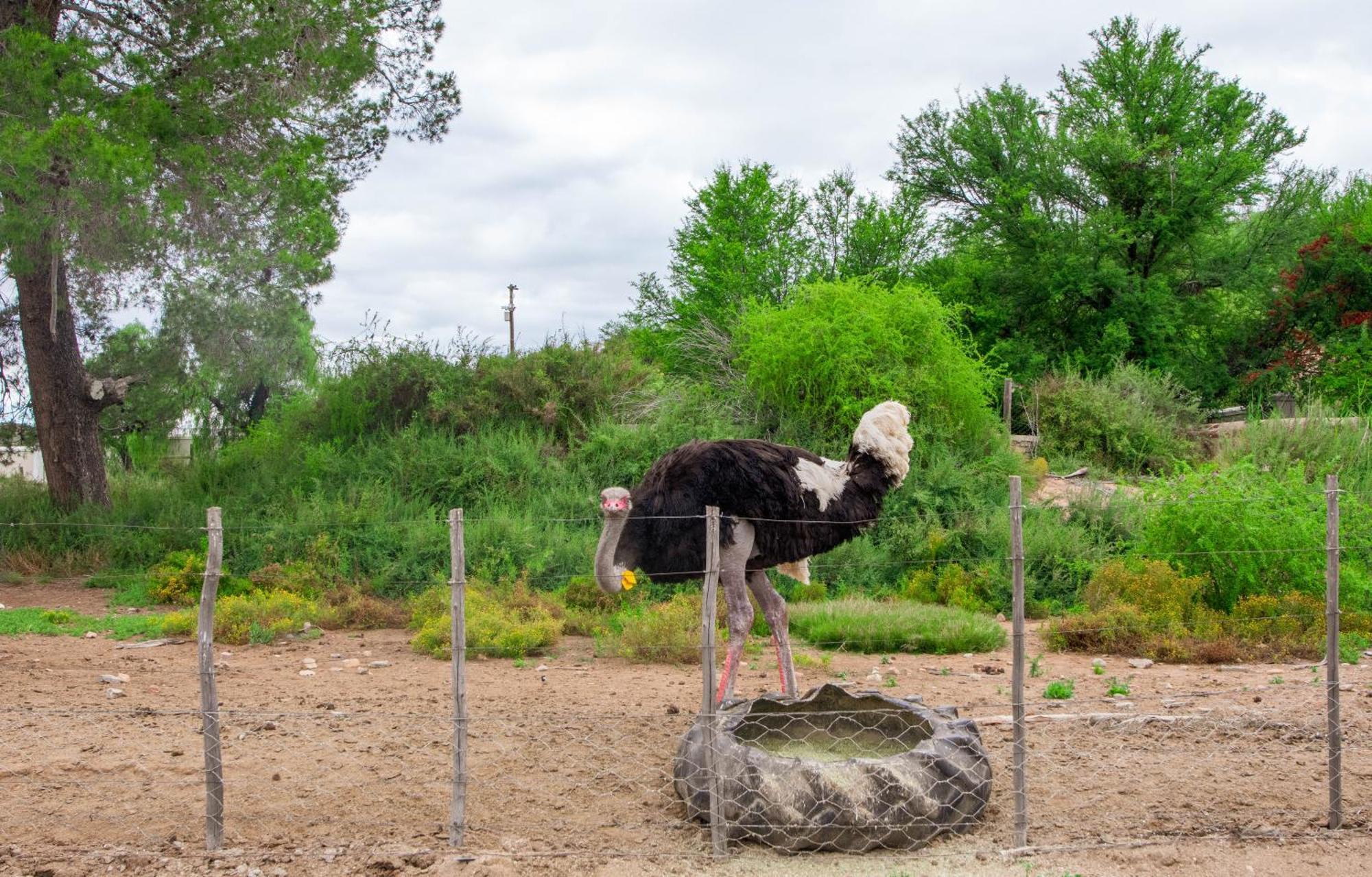 Bakenskraal Ostrich Palace Oudtshoorn Esterno foto